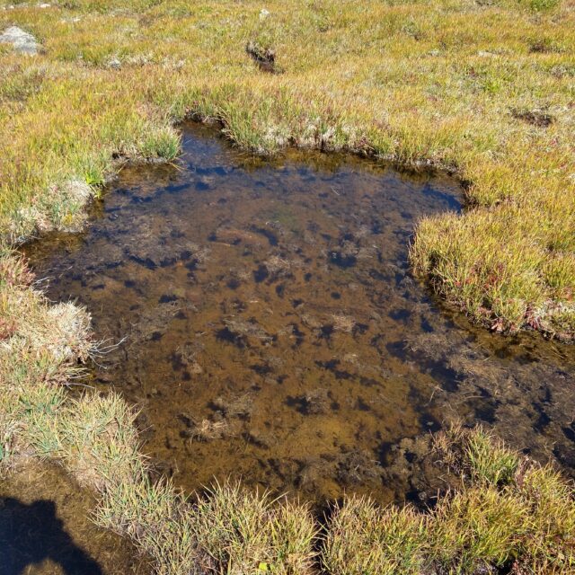 N bisulcatum habitat