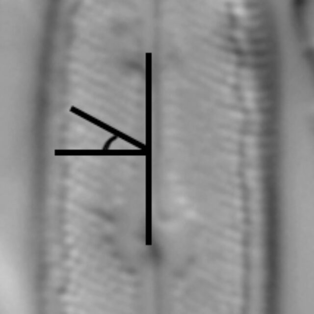 Neidium hercynicum angle of striation