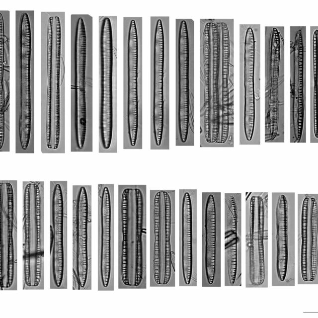 Nitzschia Serpentiraphe Autoecology