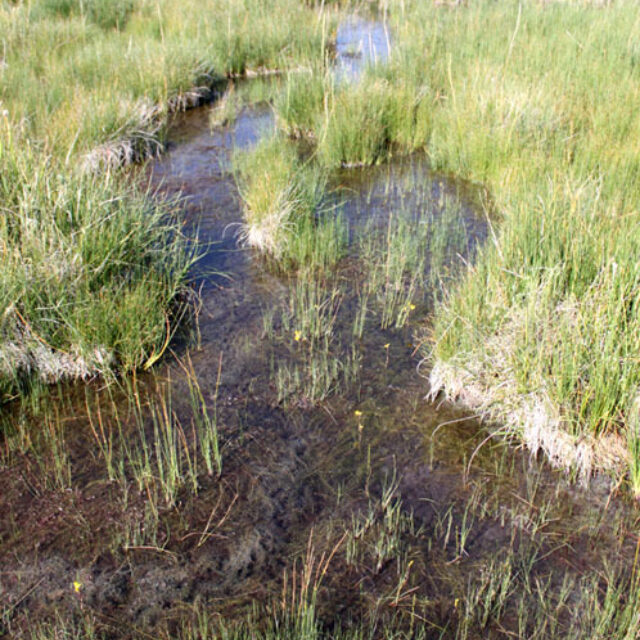 Odell Spring Creek