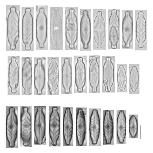 Placoneis Paraelginensis Size Range