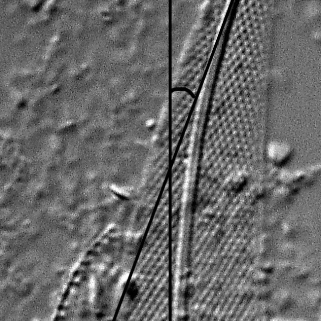 Pleurosigma delicatulum LM4 RA