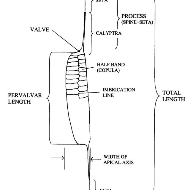 Rott Et Al 2006 Urosolenia 7