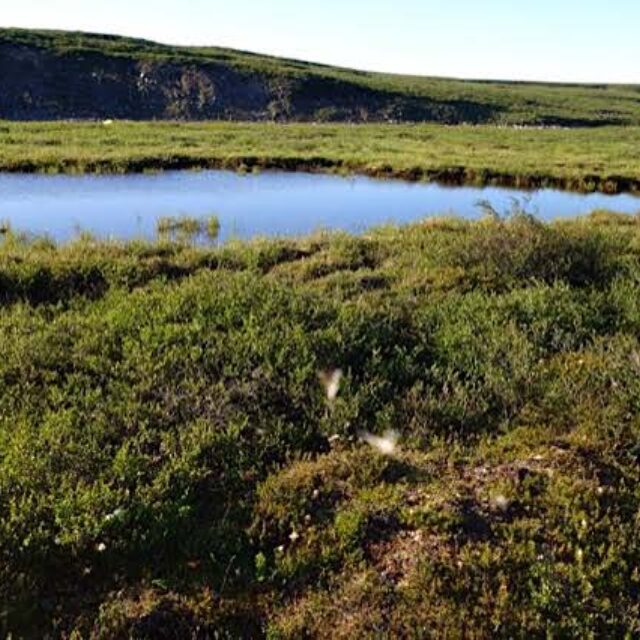 Sample 685601  Wetland Pool Near  Baillie  River