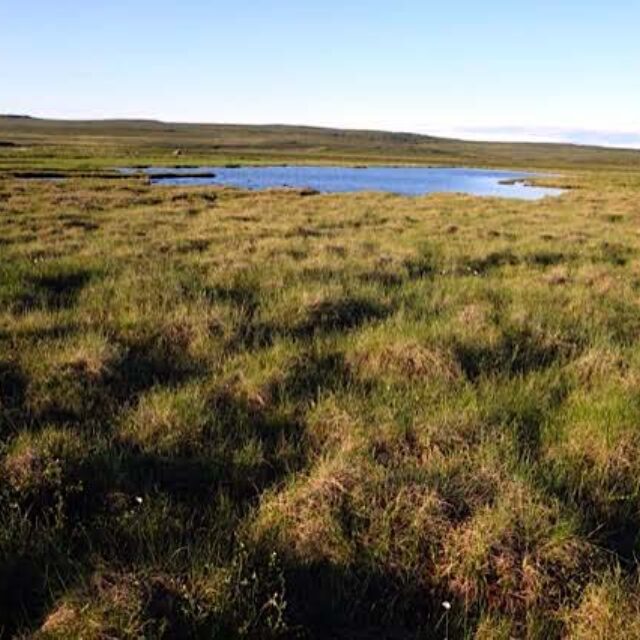 Sample 685701  Wet Hummocks Near  Baillie  River