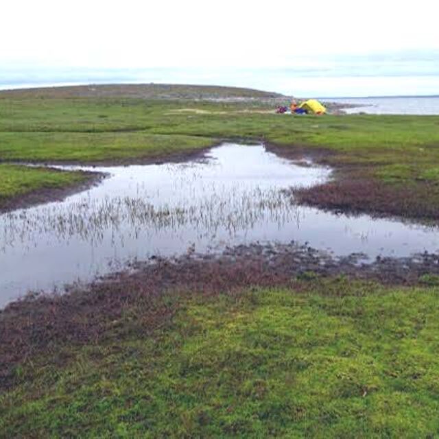 Sample 686301  Wetland Near  Back  River