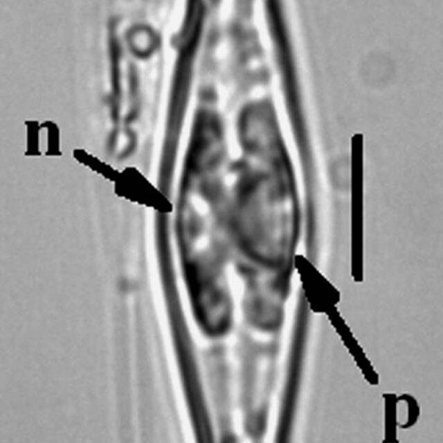 Staurophorabrantii8