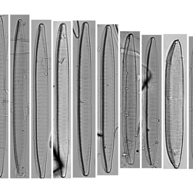 Tryblionella brunoi Size Series