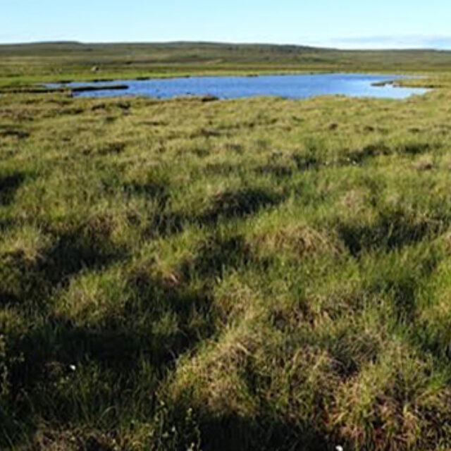 Wet Hummocks Off The  Baillie