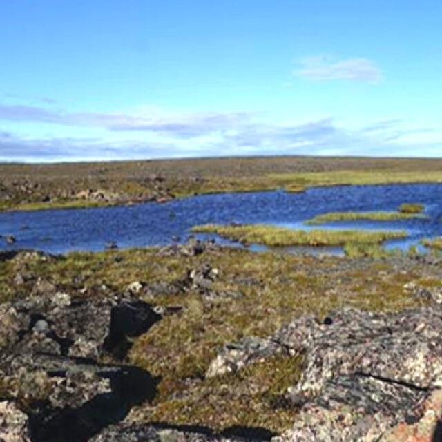 Wetland Off The  Back 1