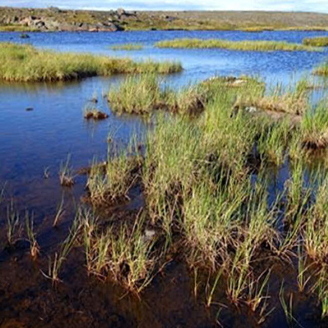 Wetland Off The  Back 2