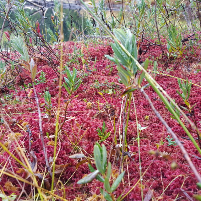 Bishop Kingslakebog1