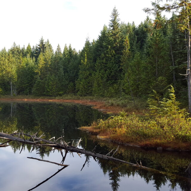 Kings Lake Bog Shoreline