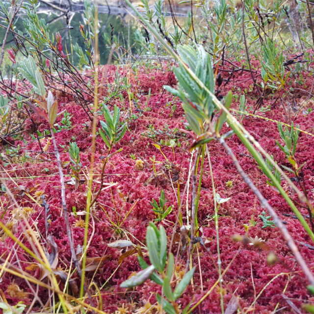 Kings Lake Bog Sphagnum