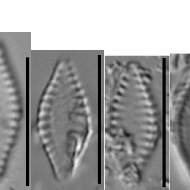 Pseudostaurosira microstriata C