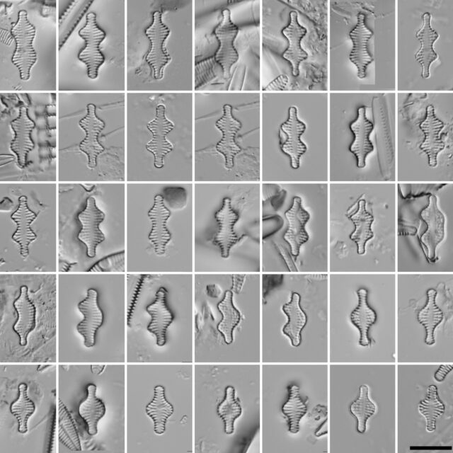 Testprobustaplate