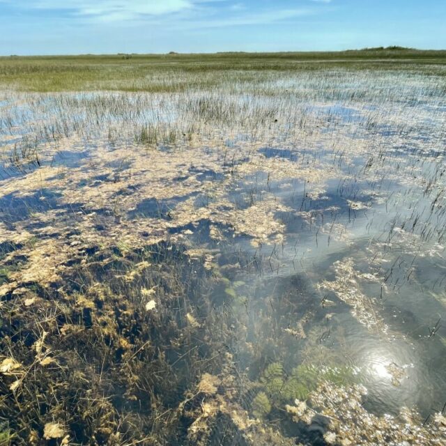 Florida Everglades