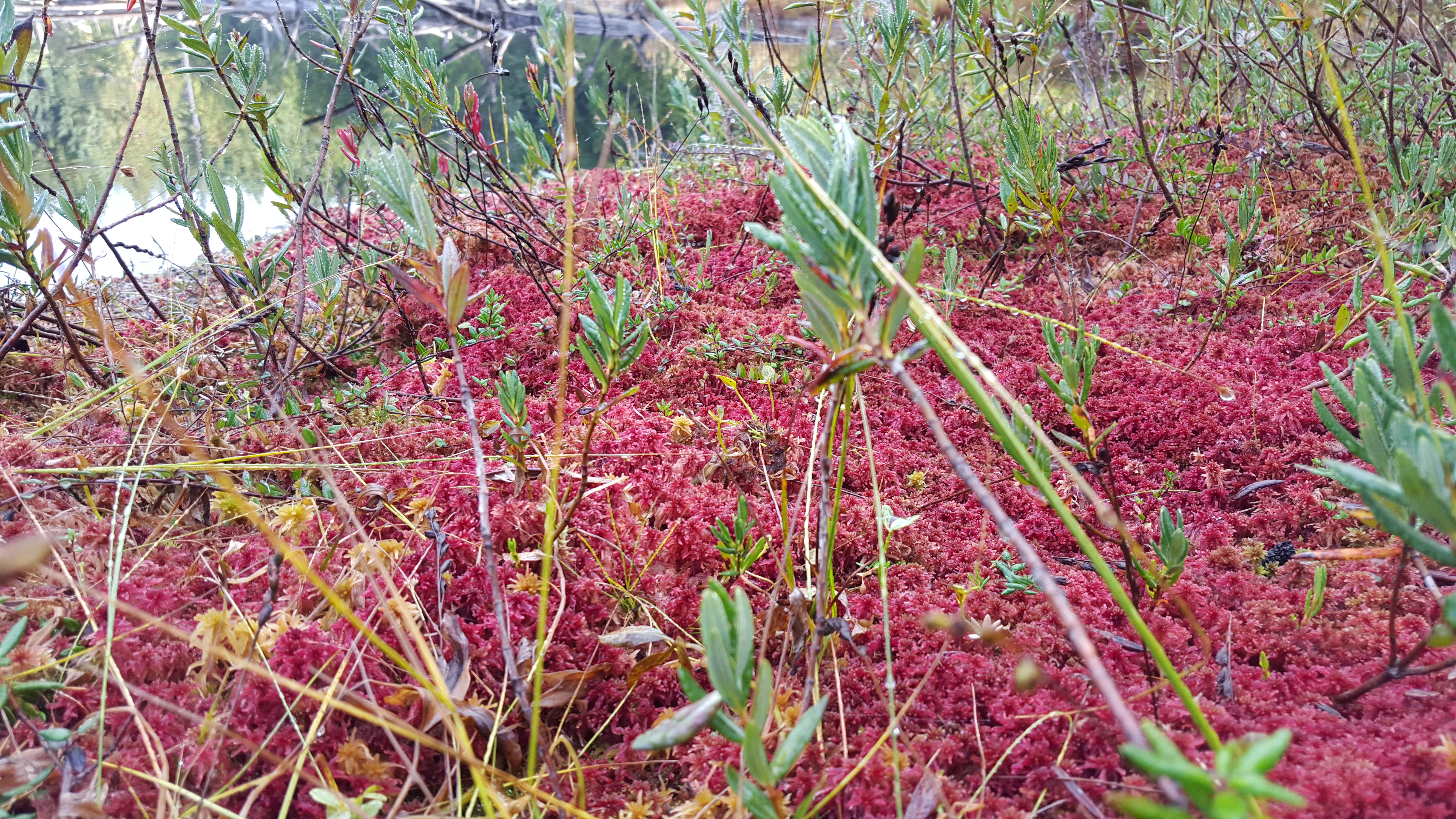 Bishop Kingslakebog1