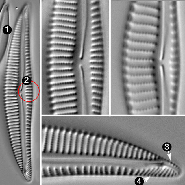 Encyonema silesiacum elegans guide