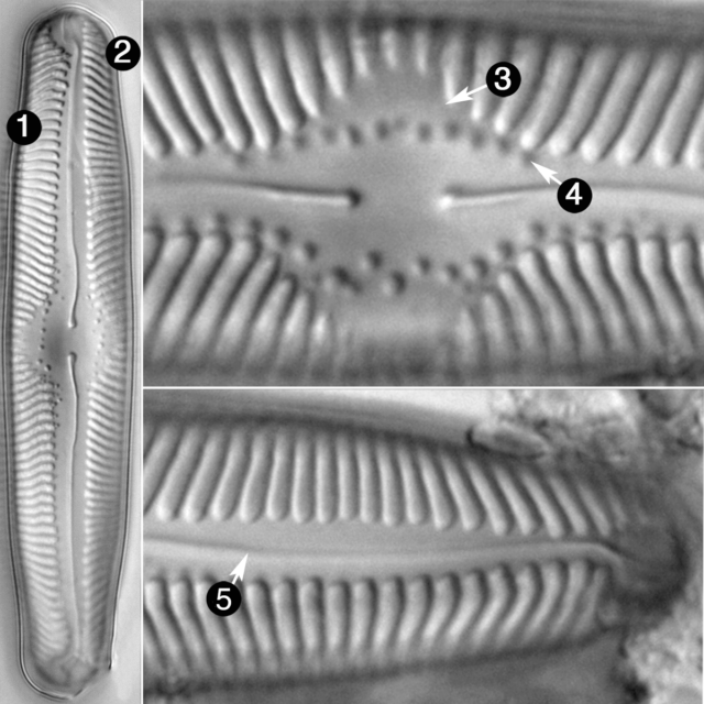 Pinnularia lailaensis guide