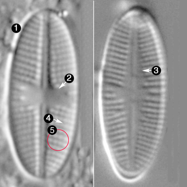 Psammothidium sacculum guide