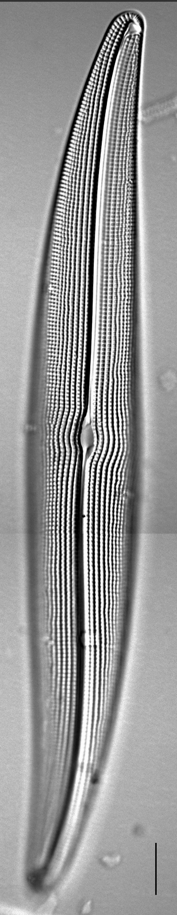 Gyrosigma attenuatum LM1