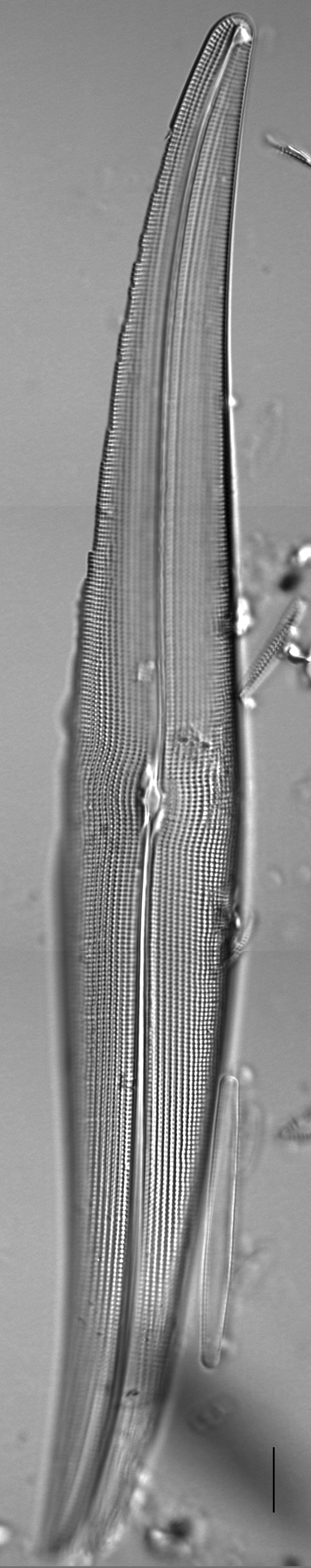 Gyrosigma attenuatum LM3