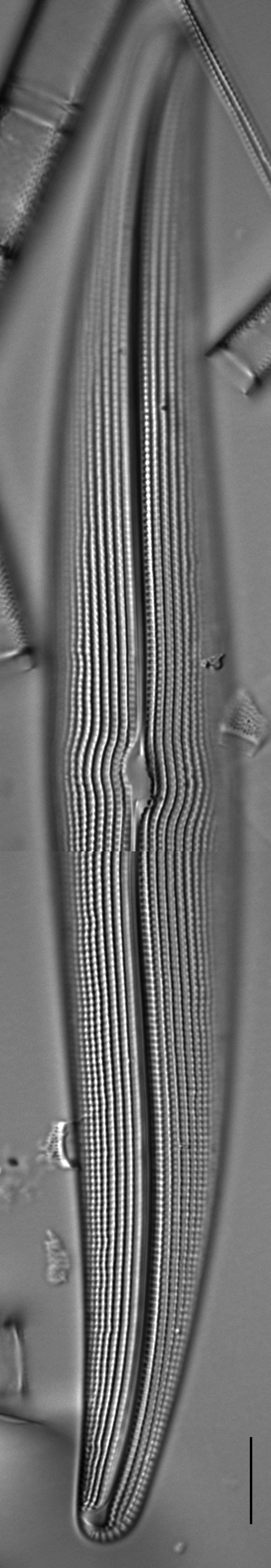 Gyrosigma attenuatum LM7