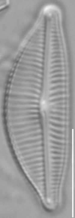 Encyonema hamsherae LM4