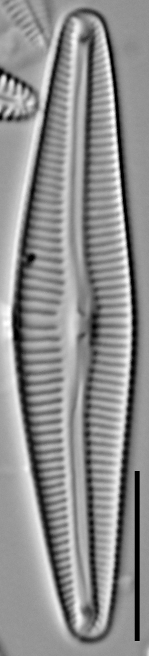 Delicata verena LM1