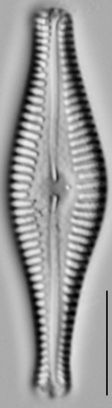 Gomphonema manubrium LM4