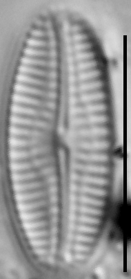 Pseudofallacia monoculata LM1