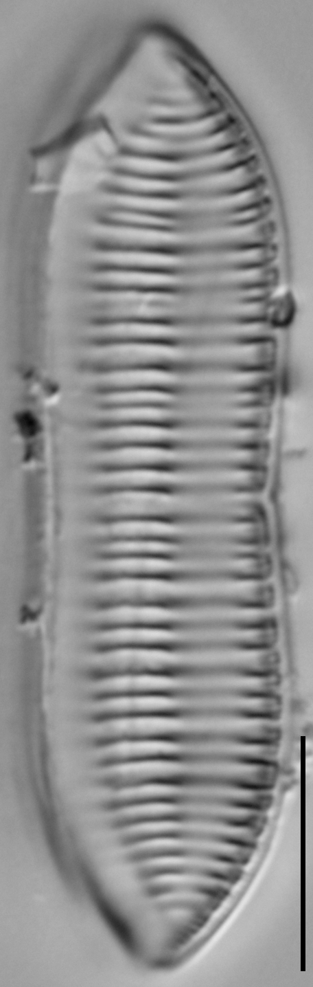 Tryblionella_salinarum_LM3