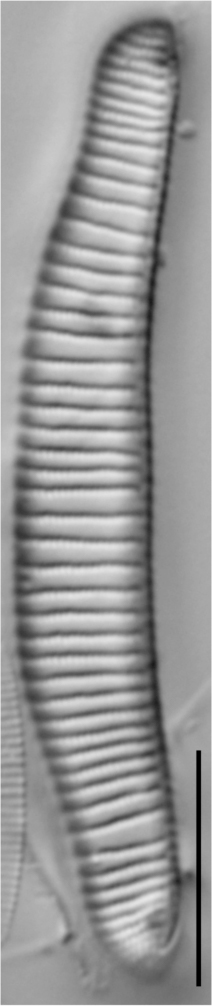 Eunotia implicata LM2