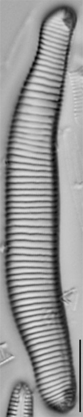 Eunotia implicata LM7