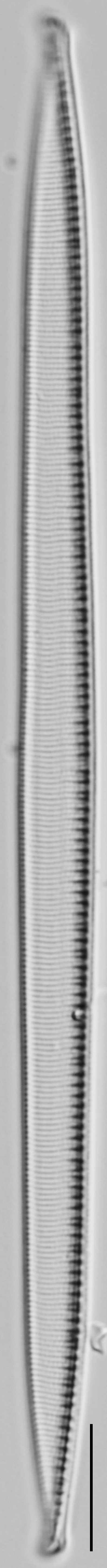 Nitzschia_heufleriana_LM6