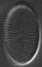 Psammothidium subatomoides LM9