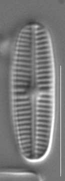 Rossithidium pusillum LM3