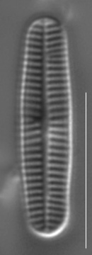 Rossithidium pusillum LM5