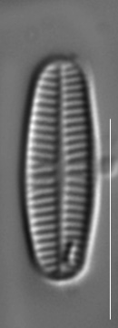 Rossithidium pusillum LM11