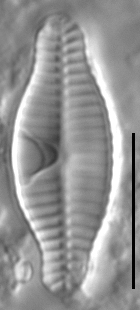 Planothidium bipororum LM2