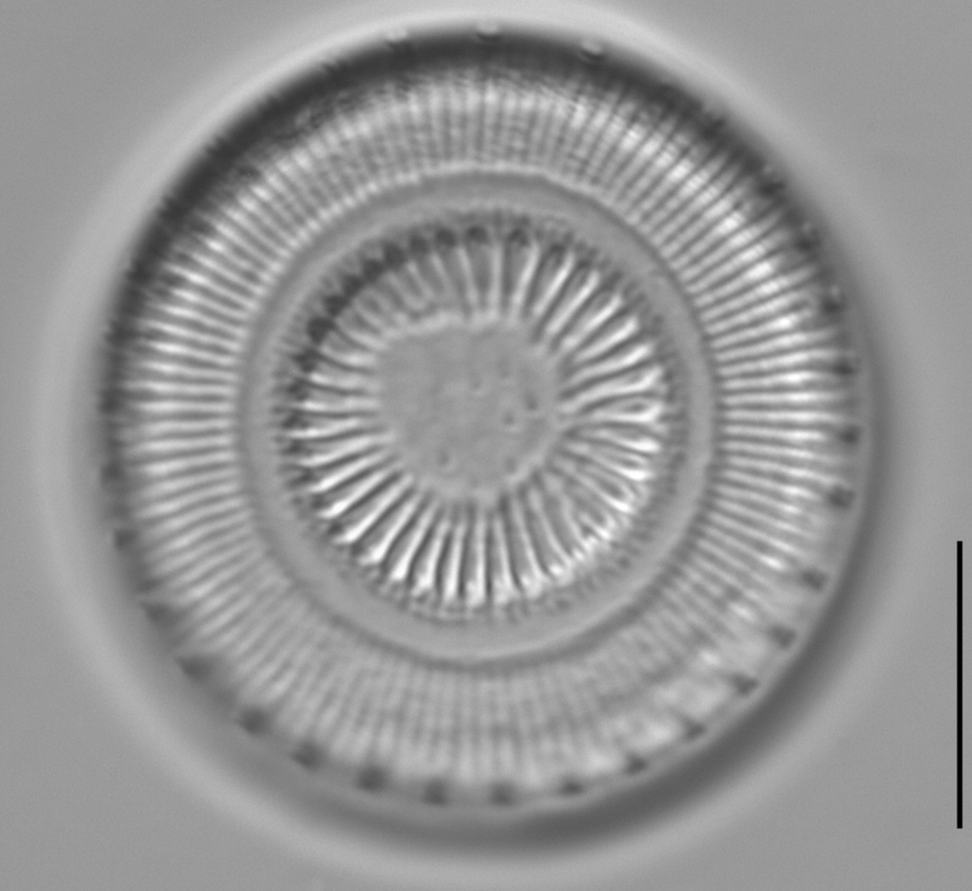 4d D asterocostata Dobbs core 2 G GCA07829