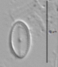 Amicula vermiculata LM2