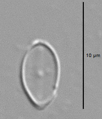 Amicula vermiculata LM3