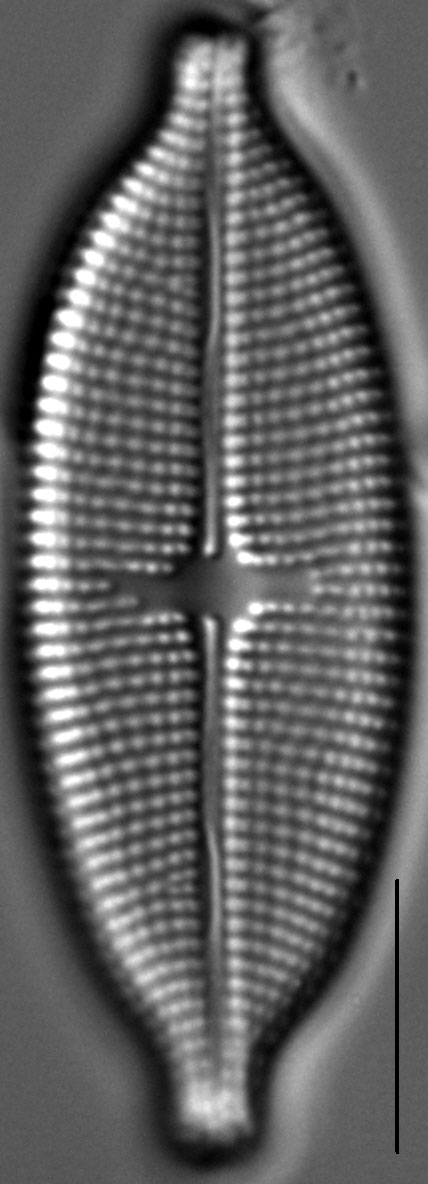 Aneumastus stroesei LM3