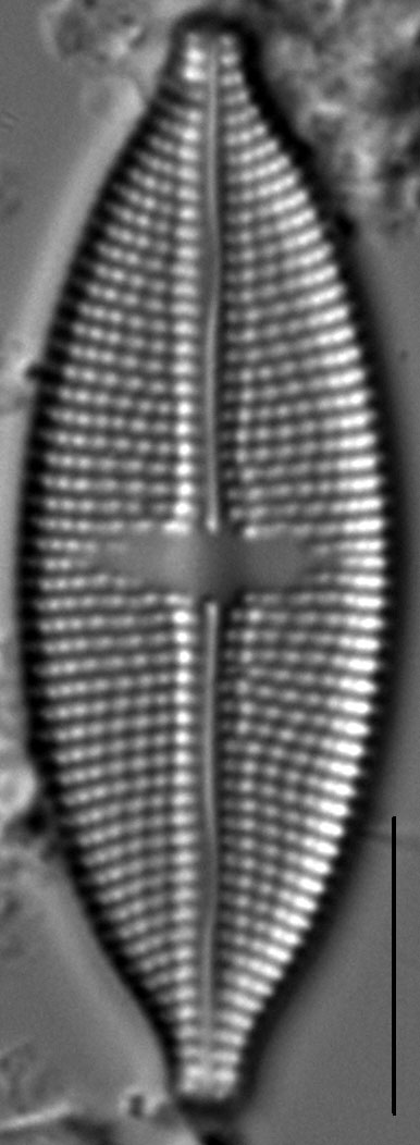 Aneumastus stroesei LM4