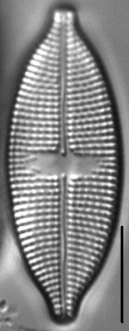 Aneumastus stroesei LM5