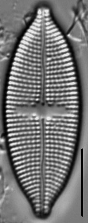 Aneumastus stroesei LM6