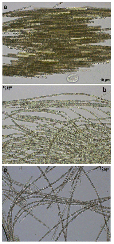 Aphonmenzon Flosaquae2