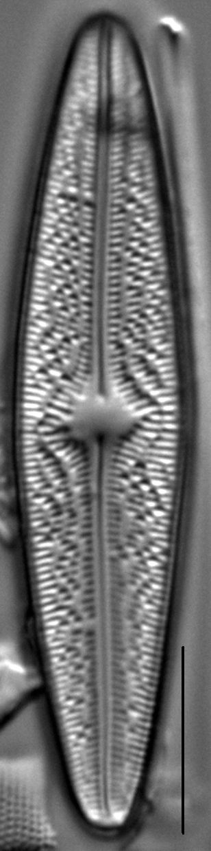 Brach Cf Arctoborealis3